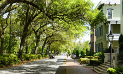 wordpress-savannah