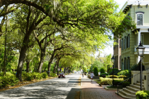 wordpress-savannah